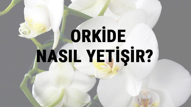 Orkide Nasıl Yetişir? Orkide Türkiye'de En Çok Ve En İyi Nerede Yetişir Ve Nasıl Yetiştirilir?