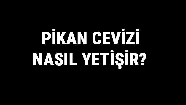 Pikan Cevizi Nasıl Yetişir? Pikan Cevizi Türkiye'de En Çok Ve En İyi Nerede Yetişir Ve Nasıl Yetiştirilir?