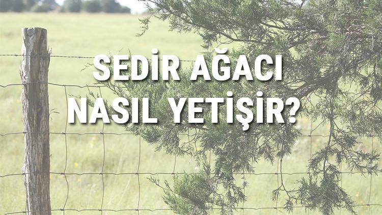 Sedir Ağacı Nasıl Yetişir? Sedir Ağacı Türkiye'de En Çok Ve En İyi Nerede Yetişir Ve Nasıl Yetiştirilir?