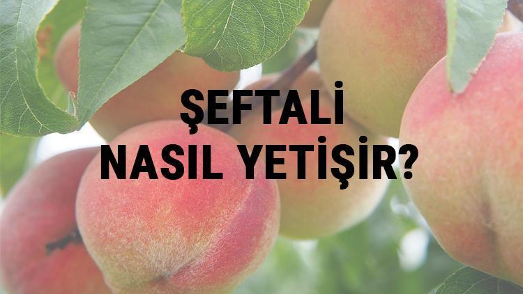 Şeftali Nasıl Yetişir? Şeftali Türkiye'de En Çok Ve En İyi Nerede Yetişir Ve Nasıl Yetiştirilir?