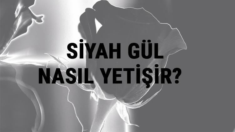 Siyah Gül Nasıl Yetişir Siyah Gül Türkiyede En Çok Ve En İyi Nerede Yetişir Ve Nasıl Yetiştirilir