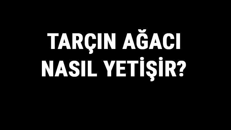 Tarçın Ağacı Nasıl Yetişir Tarçın Ağacı Türkiyede En Çok Ve En İyi Nerede Yetişir Ve Nasıl Yetiştirilir