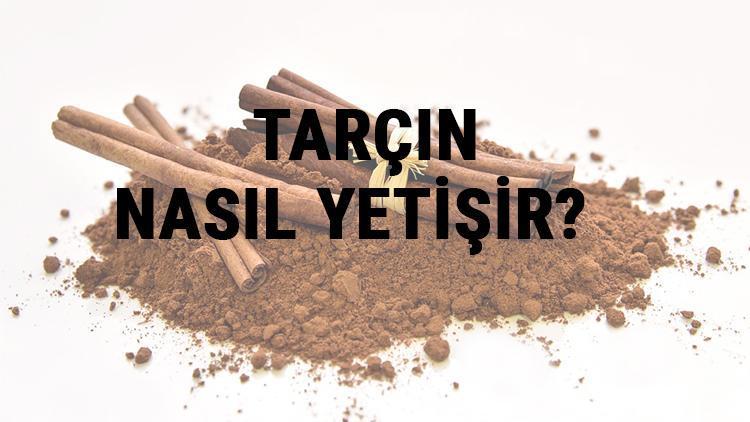 Tarçın Nasıl Yetişir? Tarçın Türkiye'de En Çok Ve En İyi Nerede Yetişir Ve Nasıl Yetiştirilir?