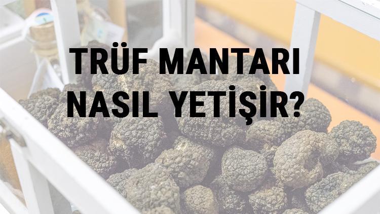 Trüf Mantarı Nasıl Yetişir Trüf Mantarı Türkiyede En Çok Ve En İyi Nerede Yetişir Ve Nasıl Yetiştirilir