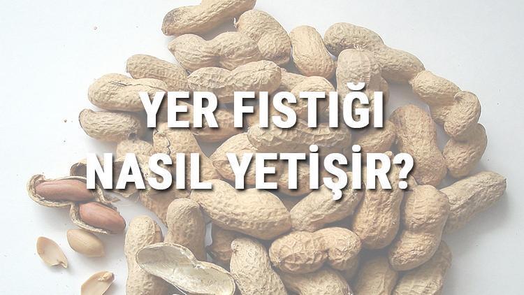 Yer Fıstığı Nasıl Yetişir Yer Fıstığı Türkiyede En Çok Ve En İyi Nerede Yetişir Ve Nasıl Yetiştirilir