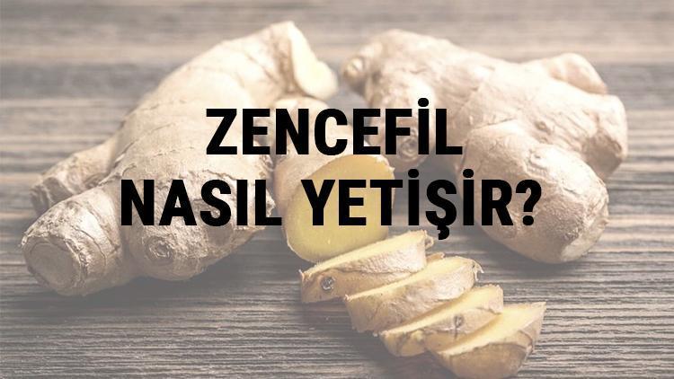 Zencefil Nasıl Yetişir? Zencefil Türkiye'de En Çok Ve En İyi Nerede Yetişir Ve Nasıl Yetiştirilir?