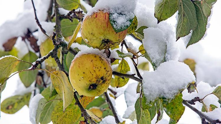 4 SORU 4 YANIT | Bir gün güneş ertesi gün kar Bu havalar tarımı nasıl etkiliyor