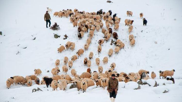 Tuncelide, çobanların karda zorlu mesaisi