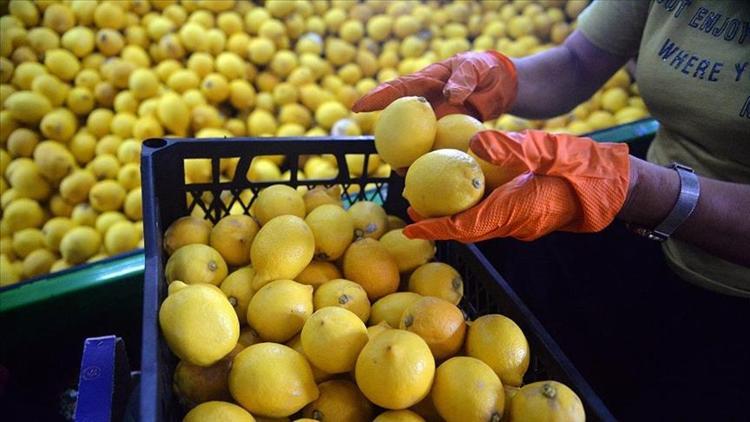 Türkiyeden ocak ayında 31,4 milyon dolarlık limon ihraç edildi