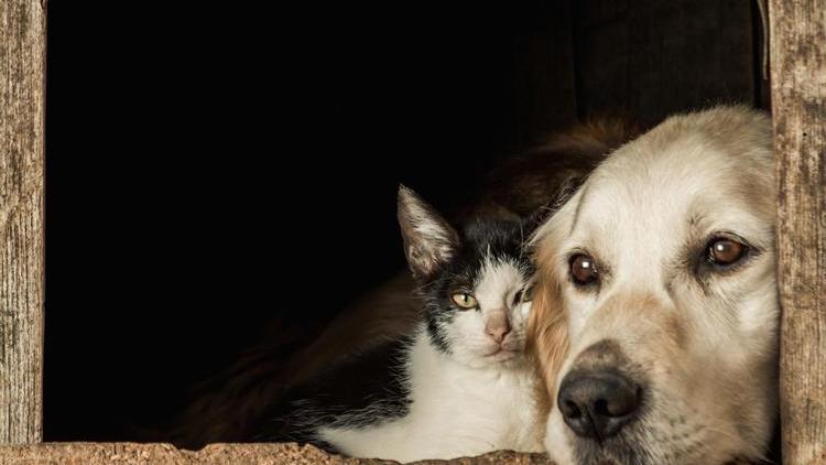 Kedi köpek sahipleri dikkat: Yeni dönem başlıyor