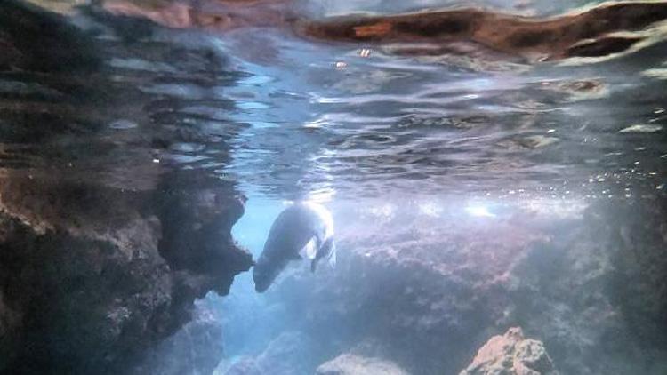 Nesli tükenme tehlikesi altında... Antalyada Akdeniz foku görüntülendi