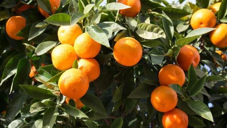 Portakal Nasıl Yetişir? Portakal Türkiye'de En Çok Ve En İyi Nerede Yetişir Ve Nasıl Yetiştirilir?