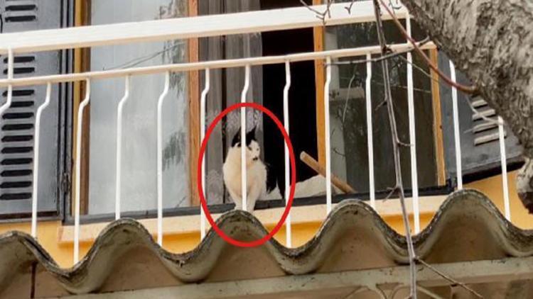 Boş evde mahsur kalan kedi için kurtarma operasyonu