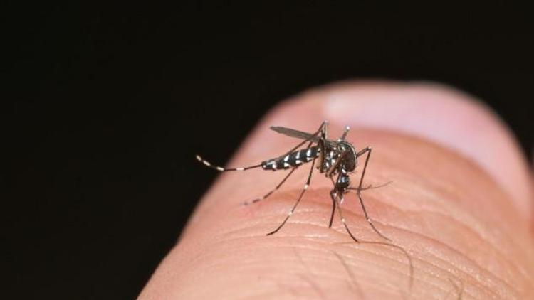 Sivrisinek Isırığı Nasıl Olur Ve Nasıl Anlaşılır Sivrisinek Isırığı Nasıl Geçer Ve Ne İyi Gelir