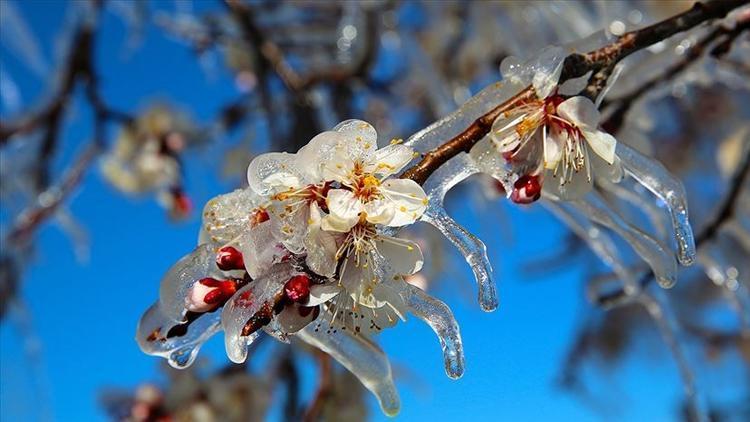 Meteorolojiden zirai don uyarısı