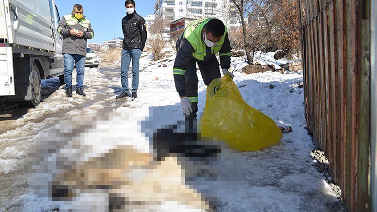 Ankarada 3 yavru köpek ölü bulundu Donarak öldüler iddiası...