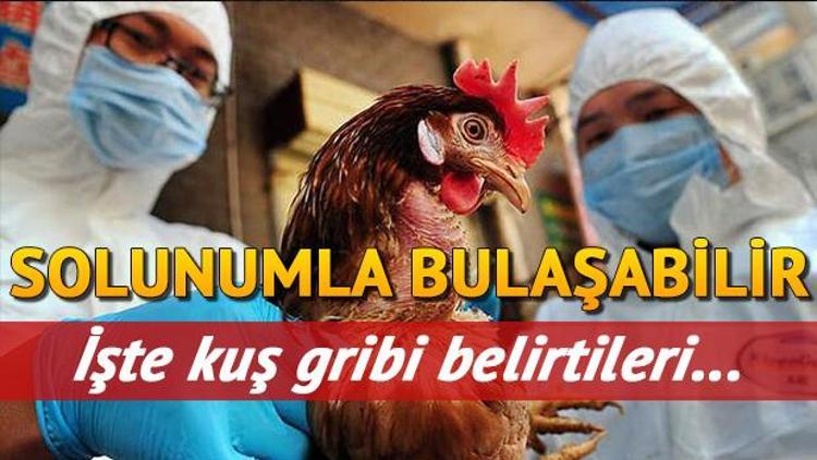 Kuş gribi nedir ve nasıl bulaşır Kuş gribi belirtileri ve tedavisi (aşısı) ile ilgili bilgiler