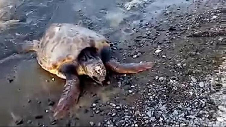 Yaralı caretta caretta tedavi altına alındı