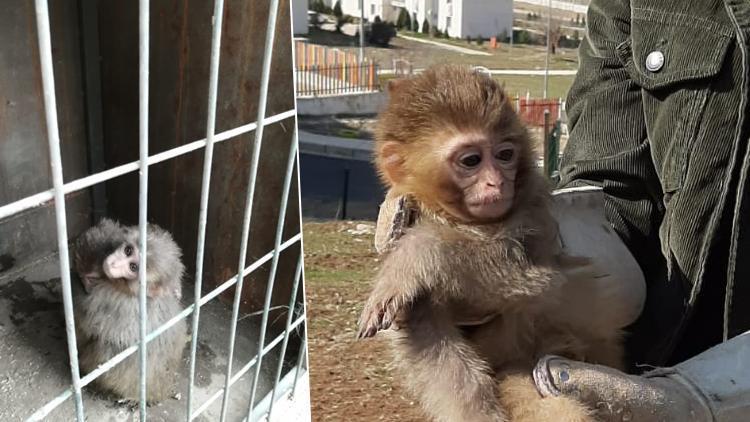 Ülkeye kaçak sokulmak istenen 4 örümcek maymunu, korumaya alındı