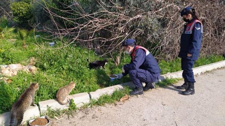 Jandarmadan hayvanlara şefkat eli