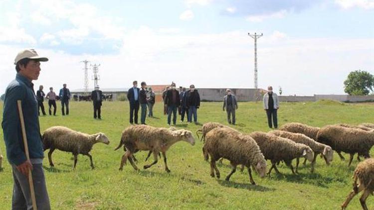 Trakya, koyun keçi vebası hastalığından korunmuş bölge ilan edildi