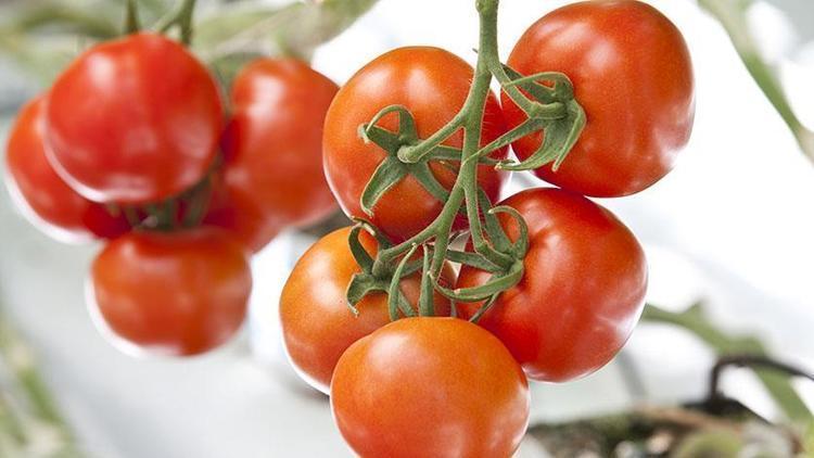 Ağrıda eksi 30 derecede domates yetiştirilecek