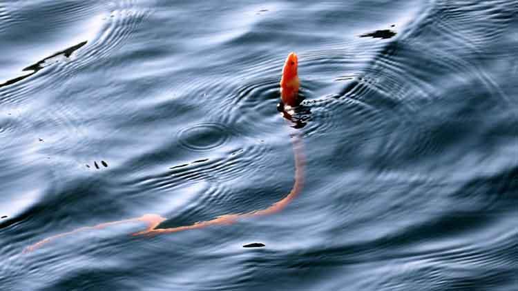 Yılan kurdu balığı Çanakkale Boğazında görüntülendi