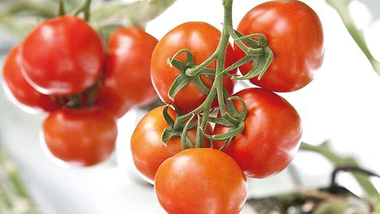 Ağrı’da eksi 30 derecede domates üretimi yapılacak