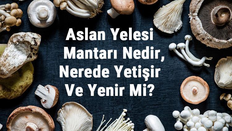 Aslan Yelesi Mantarı Nedir, Nerede Yetişir Ve Yenir Mi? Aslan Yelesi Mantarı Faydaları, Yetiştiriciliği Ve Özellikleri