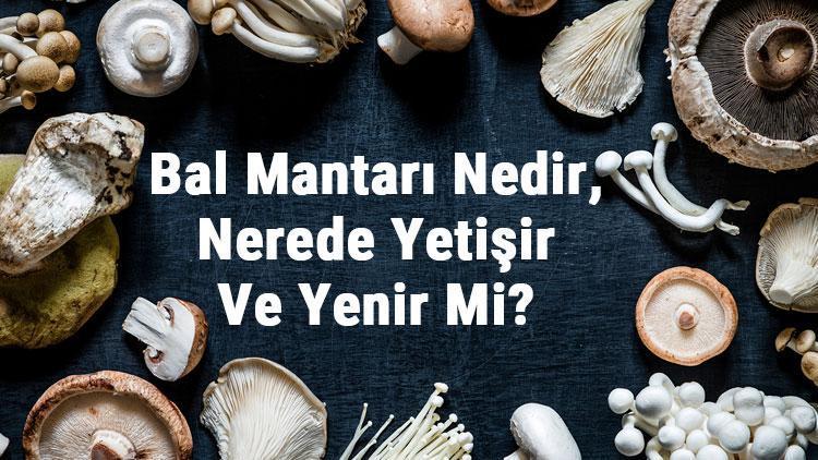 Bal Mantarı Nedir, Nerede Yetişir Ve Yenir Mi Bal Mantarı Faydaları, Yetiştiriciliği Ve Özellikleri