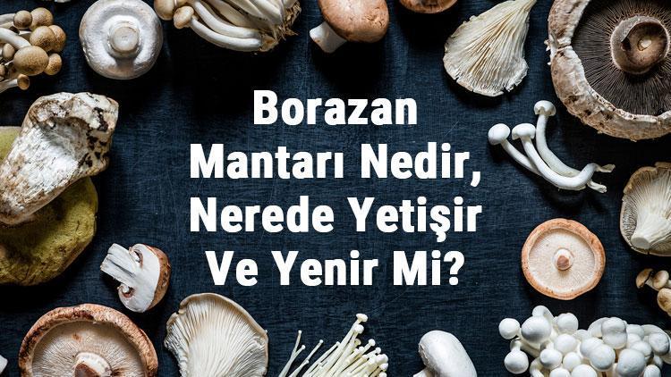 Borazan Mantarı Nedir, Nerede Yetişir Ve Yenir Mi Borazan Mantarı Faydaları, Yetiştiriciliği Ve Özellikleri