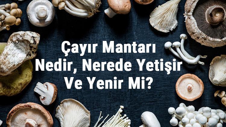 Çayır Mantarı Nedir, Nerede Yetişir Ve Yenir Mi Çayır Mantarı Faydaları, Yetiştiriciliği Ve Özellikleri