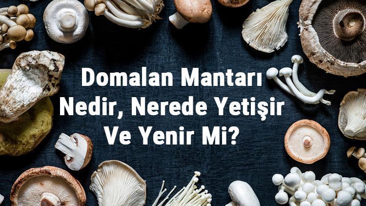 Domalan Mantarı Nedir, Nerede Yetişir Ve Yenir Mi Domalan Mantarı Faydaları, Yetiştiriciliği Ve Özellikleri