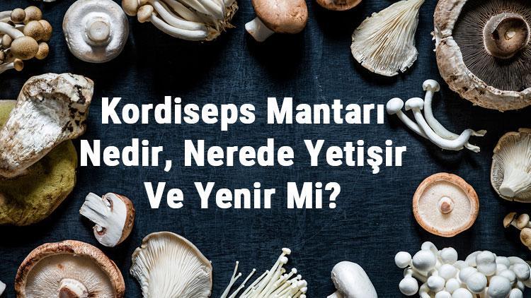 Kordiseps Mantarı Nedir, Nerede Yetişir Ve Yenir Mi? Kordiseps Mantarı Faydaları, Yetiştiriciliği Ve Özellikleri