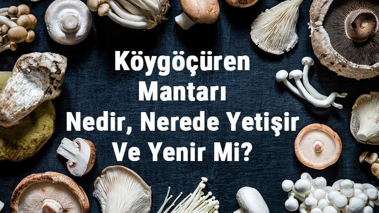 Köygöçüren Mantarı Nedir, Nerede Yetişir Ve Yenir Mi? Ölüm Meleği Mantarı Faydaları, Yetiştiriciliği Ve Özellikleri