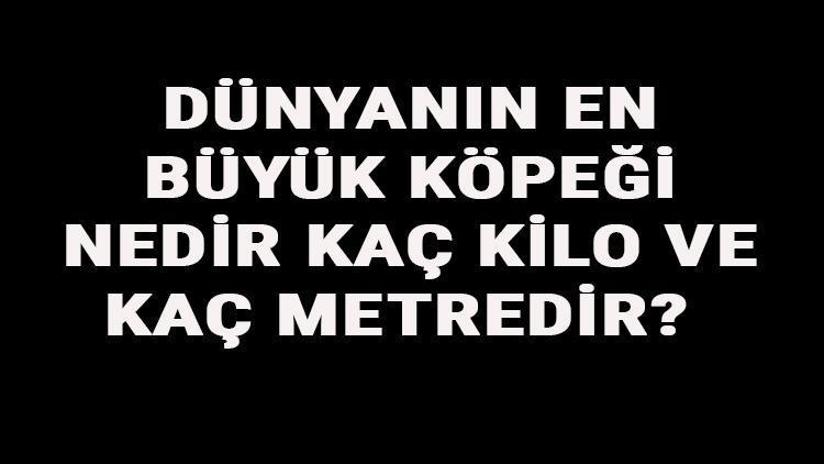 Dünyanın En Büyük Köpeği Nedir, Kaç Kilo Ve Kaç Metredir