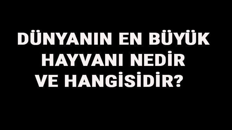 Dünyanın En Büyük Hayvanı Nedir Ve Hangisidir Dünyanın En Büyük Hayvanlarının İsimleri