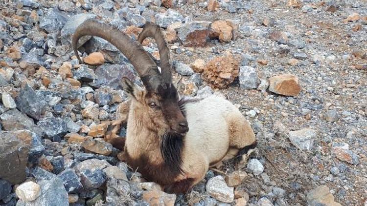 Ayağı kırık dağ keçisi koruma altına alındı