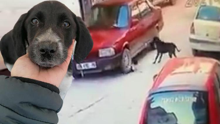 Otomobilin ezdiği yavru köpeğe müdahale etti Vicdanım bırakmaya elvermedi