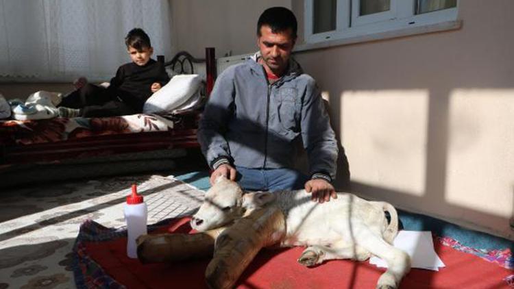 Ameliyat olan çocuğu ve buzağısına aynı odada bakıyor