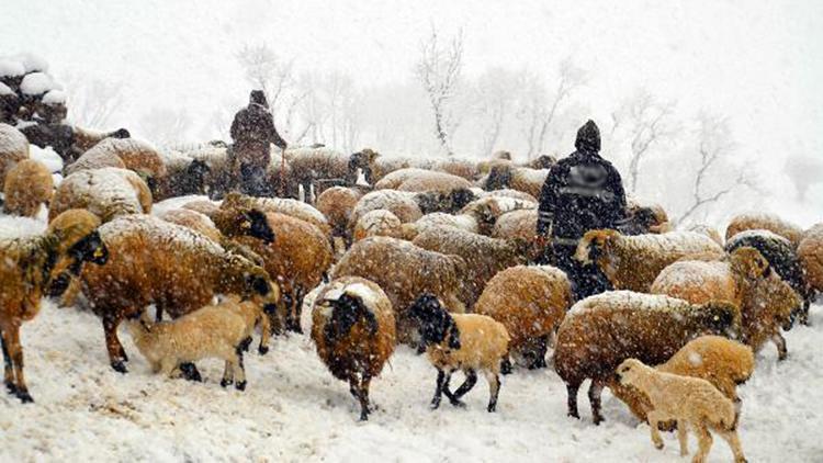 Kuzu ve annelerin kar altındaki buluşmaları yürek ısıttı