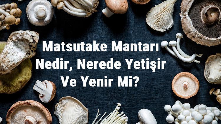 Matsutake Mantarı Nedir, Nerede Yetişir Ve Yenir Mi Matsutake Mantarı Faydaları, Yetiştiriciliği Ve Özellikleri