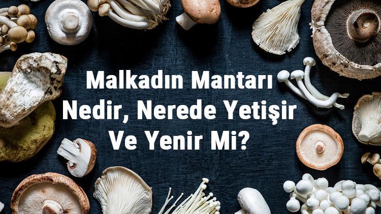 Malkadın Mantarı Nedir, Nerede Yetişir Ve Yenir Mi Malkadın Mantarı Faydaları, Yetiştiriciliği Ve Özellikleri