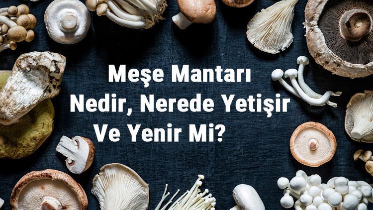 Meşe Mantarı Nedir, Nerede Yetişir Ve Yenir Mi? Meşe Mantarı Faydaları, Yetiştiriciliği Ve Özellikleri