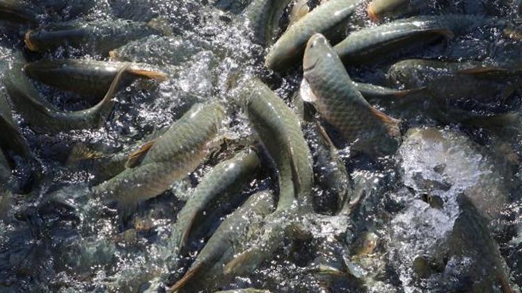 Balıklıgölde balık ölümleri raporlaştırılıyor