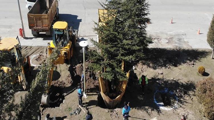 İmar yolundaki ağaçlar yeni yerlerine taşınıyor