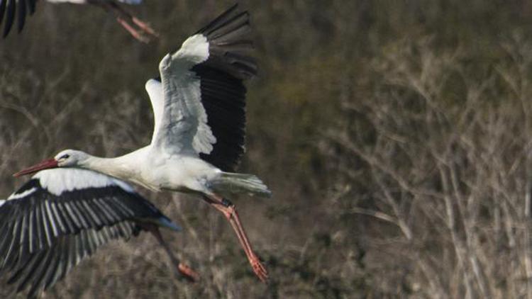 Mısırdan yola çıkan 8 yaşındaki Leylek Jonas, göç yolunda fotoğraflandı