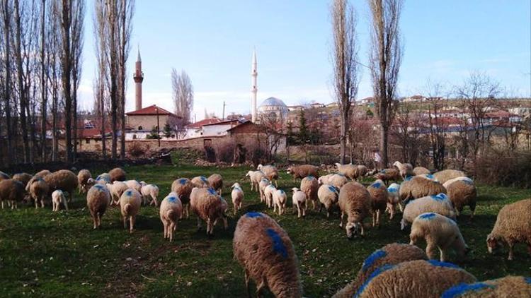 Haymana’da 73 mahalle artık ‘kırsal’