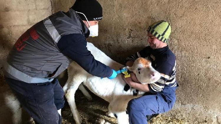 Kofçaz’da şap aşılama kampanyası başladı