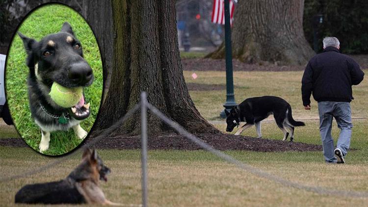 Bidena köpek şoku: Çalışanları ısırdı, saraydan kovuldu